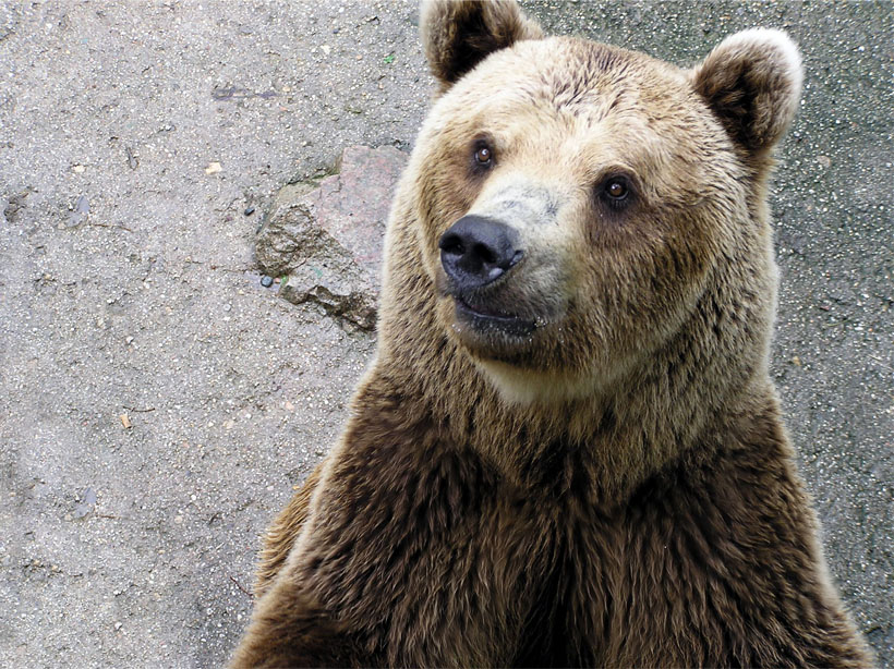 Bears Saved From Forced Drinking Vodka in Ukraine